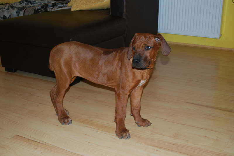 Amira