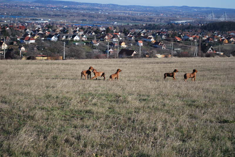 ..hov lett Anya...