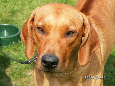 Debrecen CACIB 006