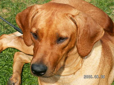 Debrecen CACIB 010