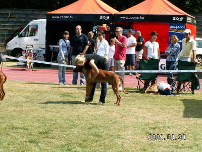 Debrecen CACIB 019