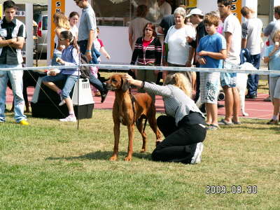 Debrecen CACIB 021