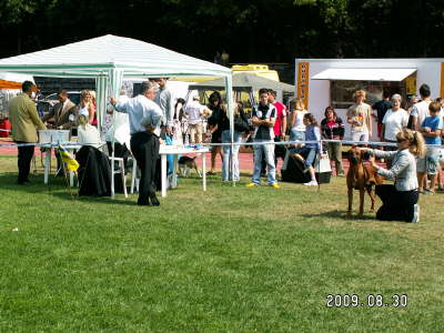 Debrecen CACIB 022