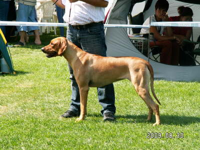 Debrecen CACIB 028