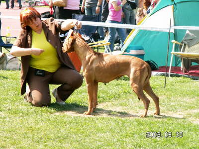 Debrecen CACIB 029