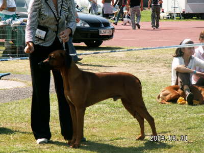 Debrecen CACIB 030
