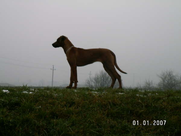 Faraa-00025