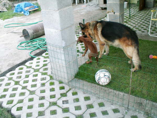 Faraa-00045