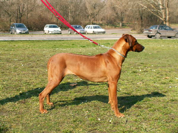 Faraa-00106